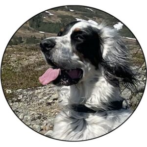 Hund rundt ø 40cm