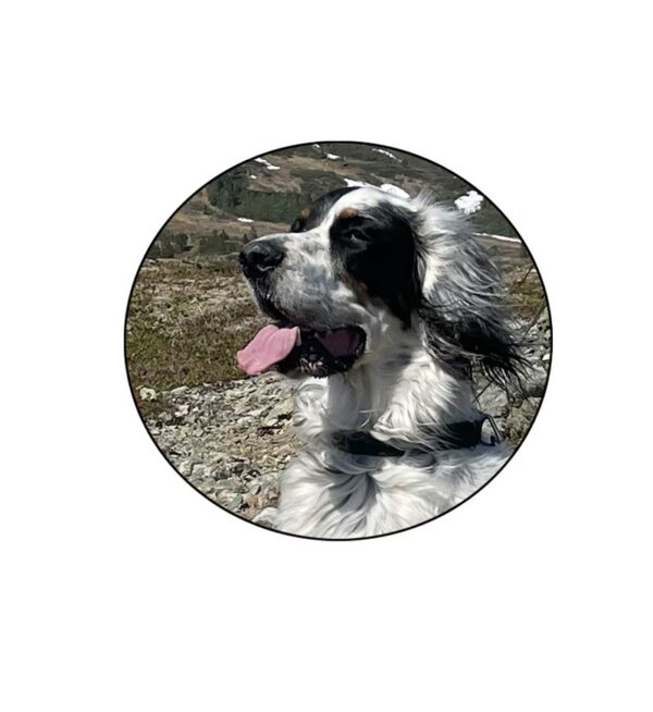 Hund rundt ø 20 cm